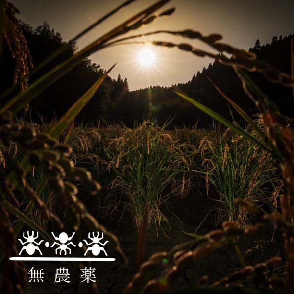 画像7: 【4/23誕生！ご予約承ります】産土 2025 穂増（ほませ）六農醸 720ml【クール便指定】 (7)